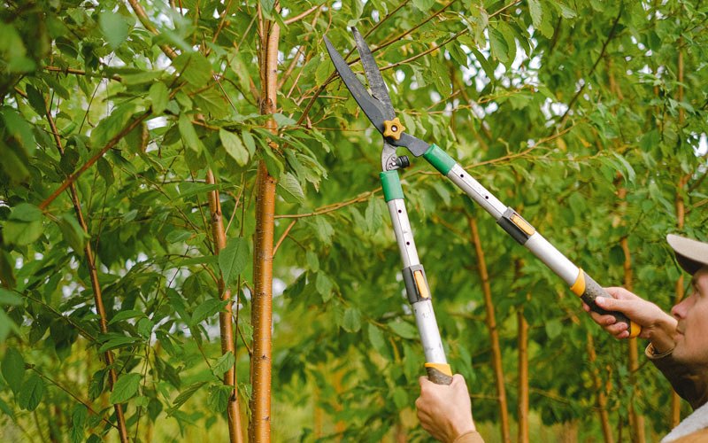 Tree trimming in Thorpe, WV