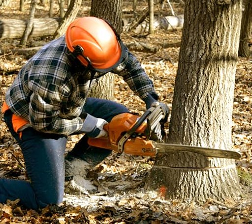 Tree Removal in Thorpe, WV